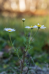 Similar image 21658801