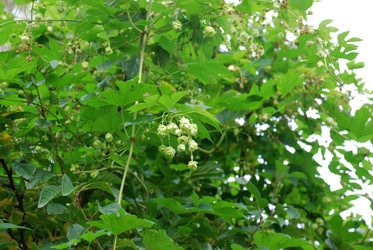 Similar image 21659335