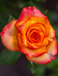 Similar image 21659560