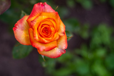 Similar image 21659561