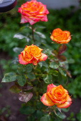 Similar image 21659562