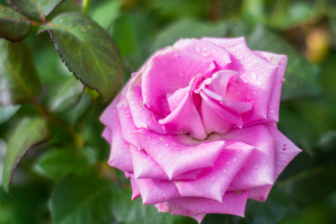 Similar image 21659571