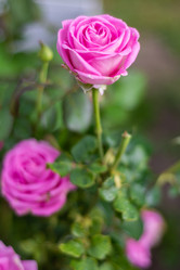 Similar image 21659573