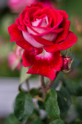 Similar image 21659574