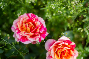 Similar image 21659577