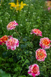 Similar image 21659578