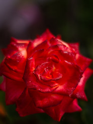 Similar image 21659586