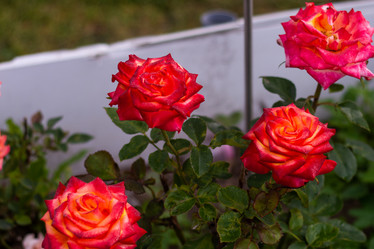 Similar image 21659589