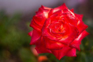 Similar image 21659590