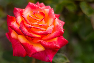 Similar image 21659592