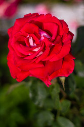 Similar image 21659756