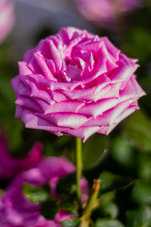 Similar image 21659757