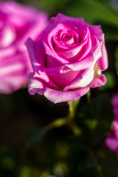 Similar image 21659760