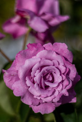 Similar image 21659772