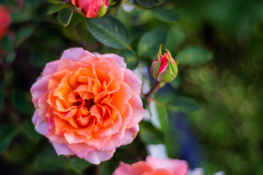 Similar image 21659774