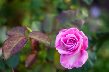 Similar image 21659776