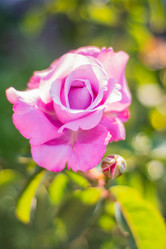 Similar image 21659777