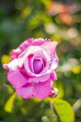 Similar image 21659601