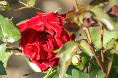 Similar image 21659602