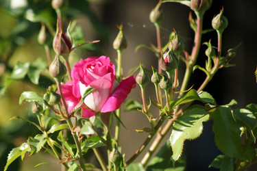 Similar image 21659604