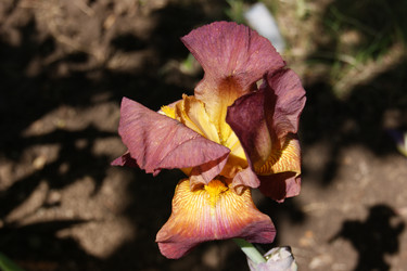 Similar image 21659608