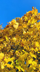 Similar image 21659845