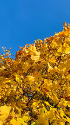 Similar image 21659858