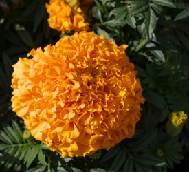 Similar image 21661741