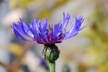 Similar image 21660092