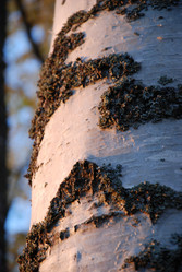 Similar image 21660243