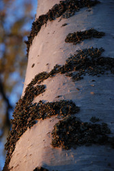 Similar image 21660244