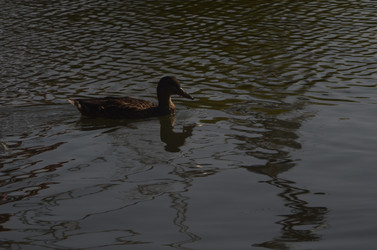 Similar image 21660517