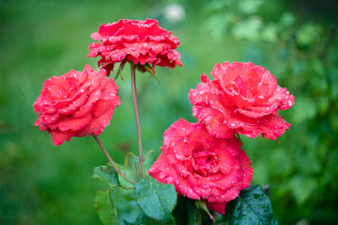 Similar image 21662716