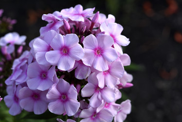 Similar image 21662743