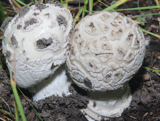 Similar image 21683305