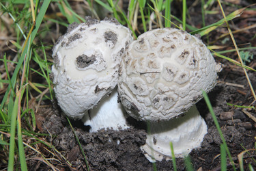 Similar image 21683306