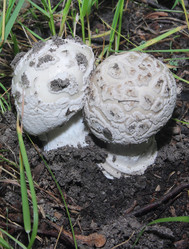 Similar image 21683307