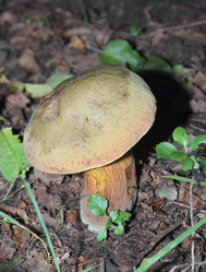 Similar image 21683310