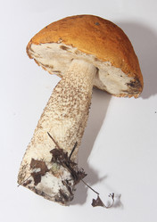 Similar image 21683326