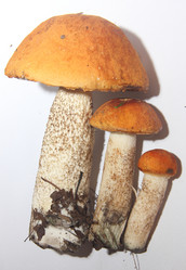 Similar image 21683328