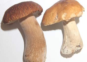 Similar image 21683330