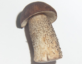 Similar image 21683332