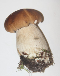 Similar image 21683342