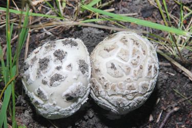 Similar image 21683479