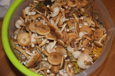 Similar image 21683488