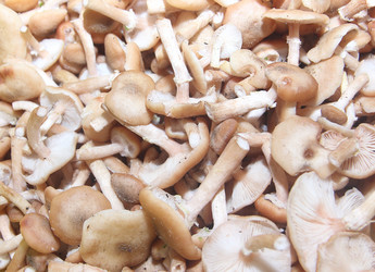 Similar image 21683490