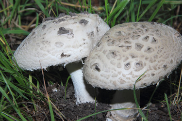 Similar image 21683491