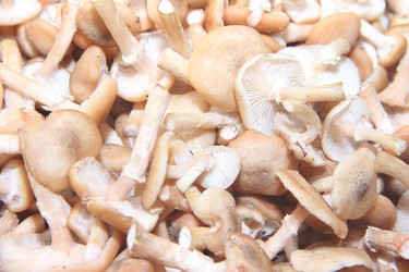 Similar image 21683494