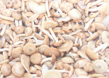 Similar image 21683499