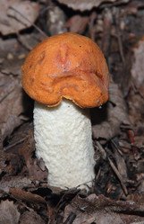 Similar image 21683544